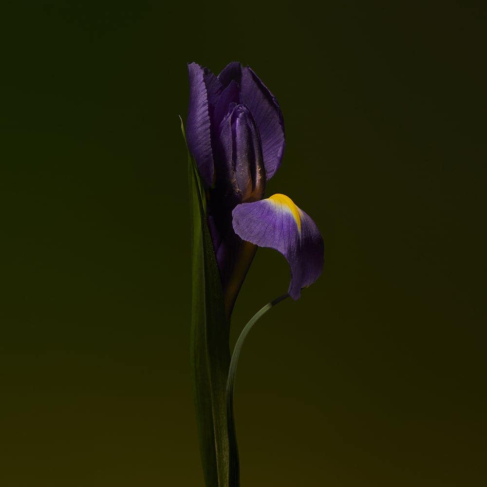 Iris Shot Extrait de Parfum 100 ml - Image 4